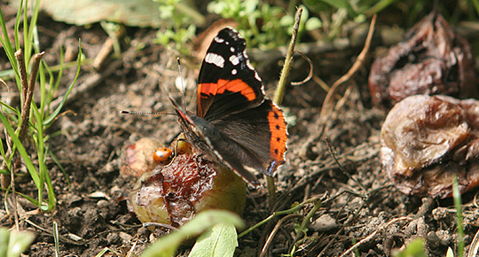 Sommerfugl på blomme