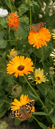 sommerfugle