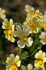 Sommerfugleblomst