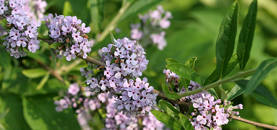 Småblomstrende sommerfuglebusk