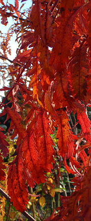 Sorbus cashmiriana ‘Chinese Lace’