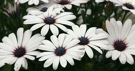 Spansk marguerit