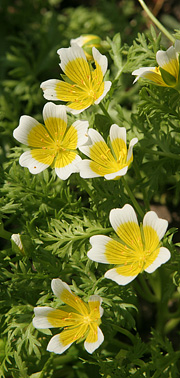 Spejlæg i blomsterudgave