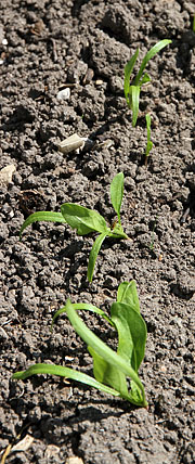 Små spinatplanter