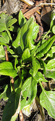 spinatblade i en kold april
