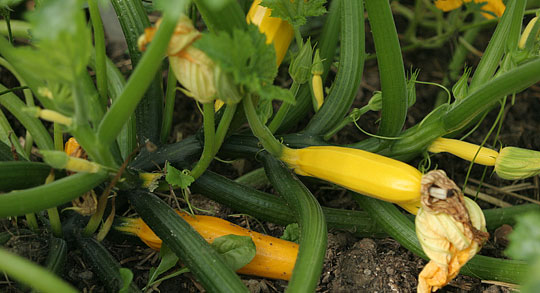 Squash i mængder