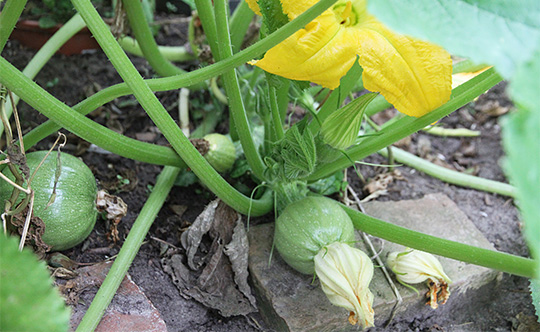 squash