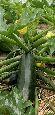 Courgette