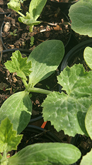 Forkultivering af squash