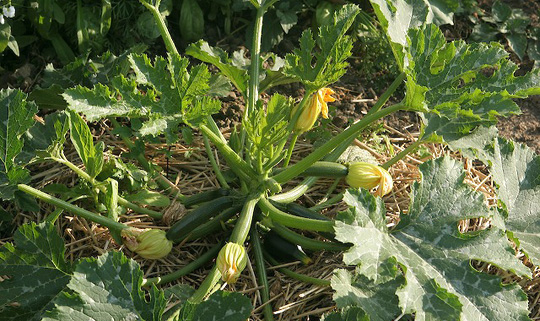 Squash med halmdække