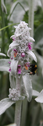 Stachys byzantina – på dansk lammeøre