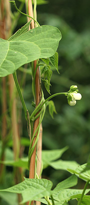 Stangbønne med hvid blomst