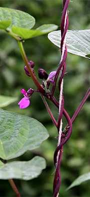 bønneblomster af Blauhilde