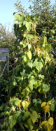 Stangbønne med gule efterårsblade