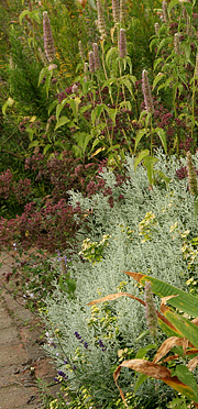 Staudebed i september