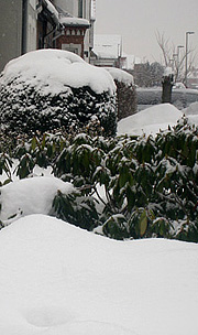 Stedsegrønne buske i snevejr