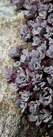 Sedum spathulifolium