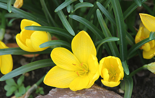 Sternbergia lutea