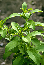 Stevia
