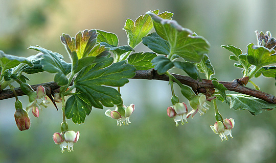 stikkelsbær i blomst