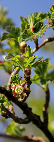 Stikkelsbær i blomst