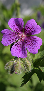 geranium og storkenæb