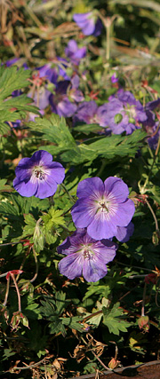 Storkenæb med blomster i oktober