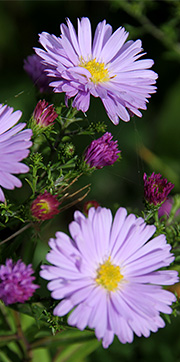 Strandasters blå