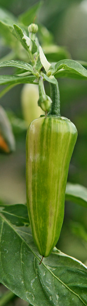 Stribet chili