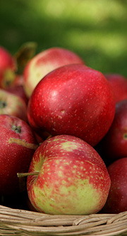 Summerred er et godt spiseæble i september.