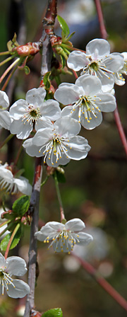 Surkirsebær i blomst