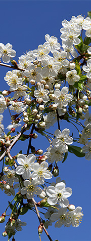 Surkirsebær i blomst