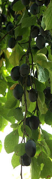 Sveskeblommer
