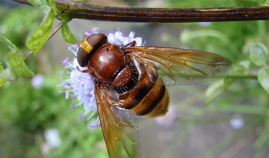 Svirrefluer