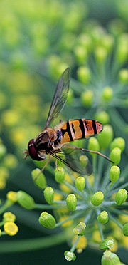 svirreflue i dildblomst