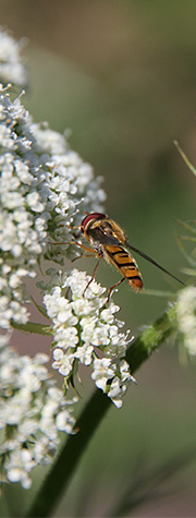 svirrefluer i gulerodsblomst