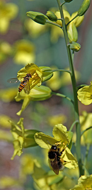 Svirreflue i kålblomst