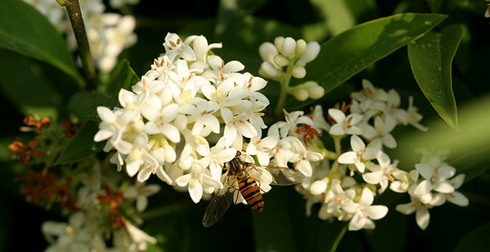 Svirreflue på blomst af liguster