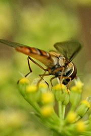 svirreflue i persilleblomst