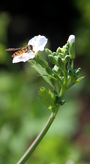 Svirreflue i radiseblomst