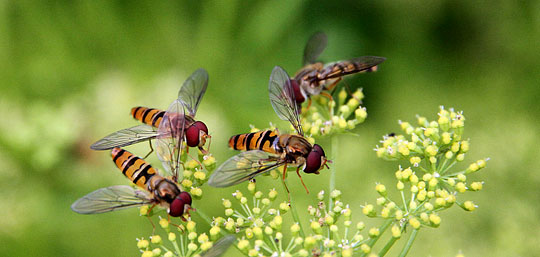 Svirrefluer på persilleblomster