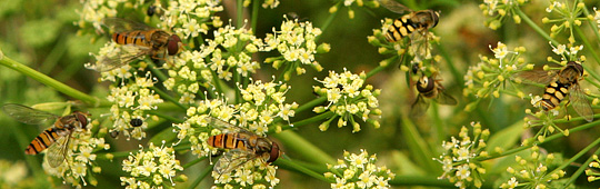 Svirrrefluer i persilleblomster