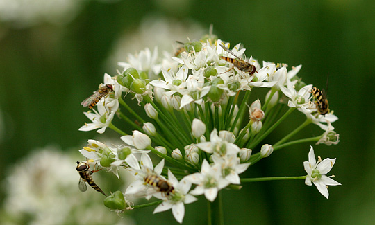 Blomsterfluer på kinaløg