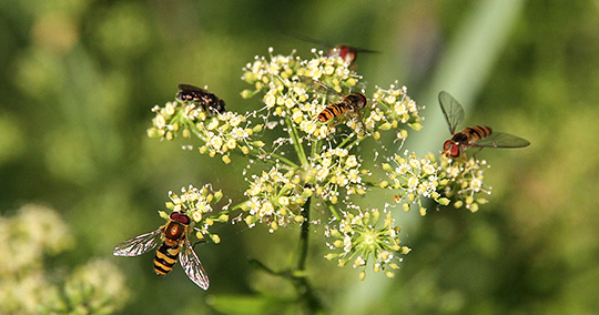 Svirrrefluer i persilleblomster