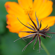 Cosmos er meget lette blomsterfrø at høste