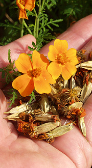 Tagetes nyhøstede frø