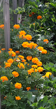 Tagetes