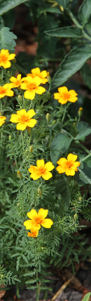 Appelsintagetes