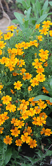 Tagetes