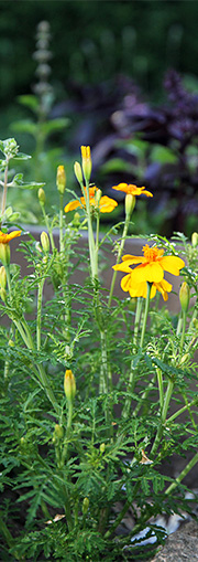 Appelsintagetes